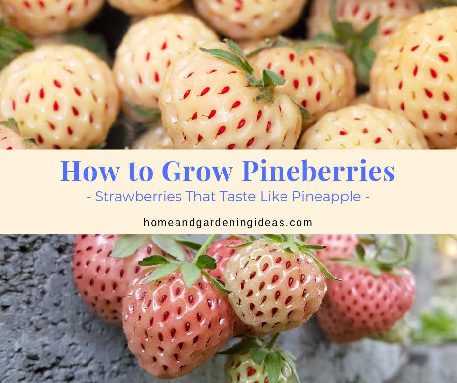 How to Grow Pineberries