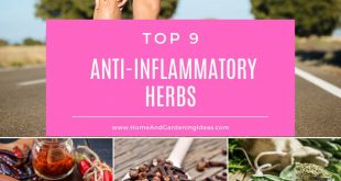 Anti-Inflammatory Herbs