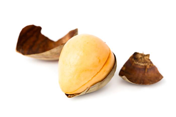 Avocado Seed