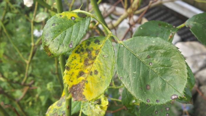 Diseased Plants