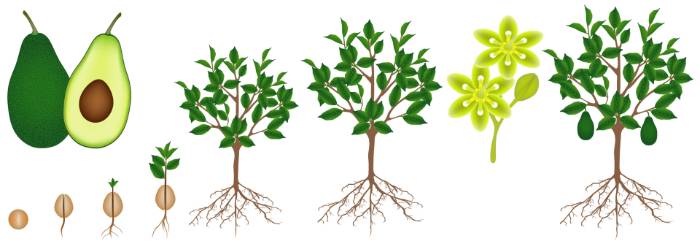 From Plant to Young Tree