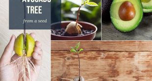 How to Grow an Avocado Tree