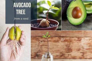 How to Grow an Avocado Tree