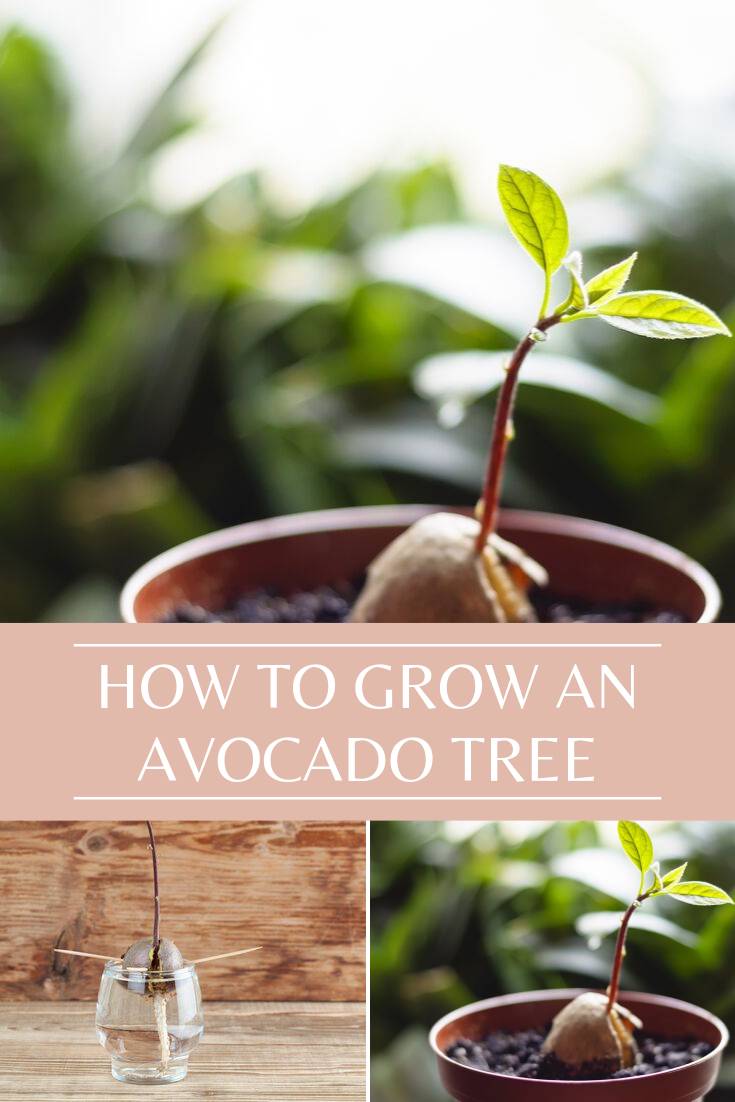 How to Grow an Avocado Tree