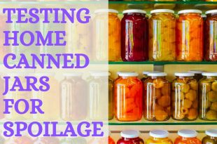 Testing Home Canned Jars for Spoilage