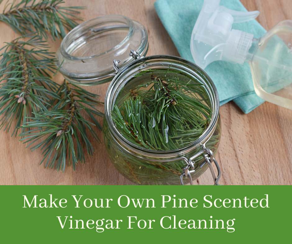 Make Your Own Pine Scented Vinegar For Cleaning
