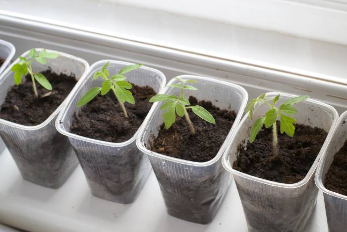 Tomato plants