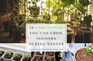 Vegetables You Can Grow Indoors During Winter