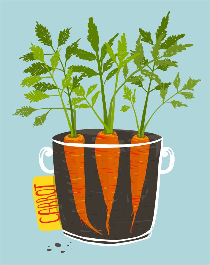 growing Carrots 