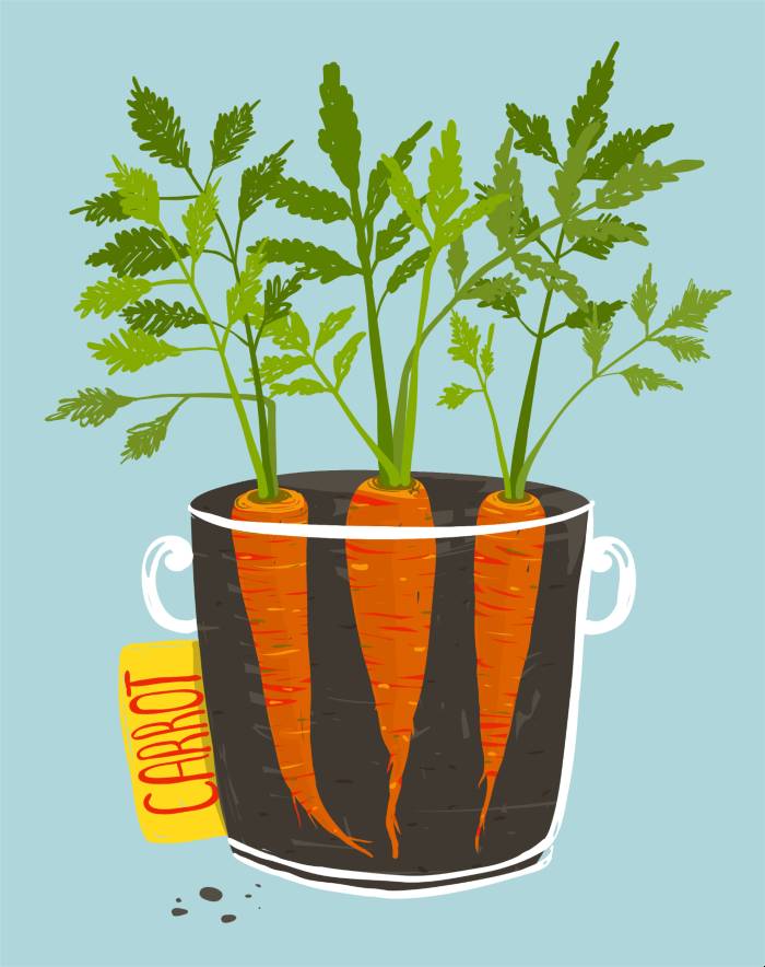 growing Carrots