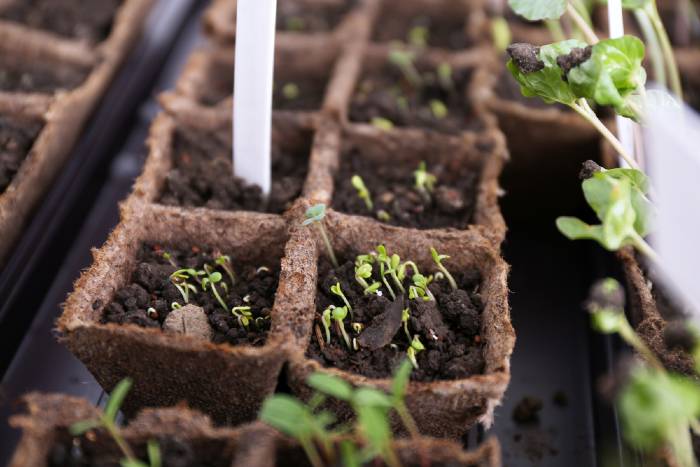 radish plants