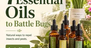 7 Essential Oils to Battle Bugs, Insects and Pests