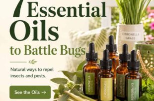 7 Essential Oils to Battle Bugs, Insects and Pests