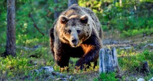 Survival Myths That May Be Deadly