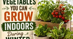 10 Vegetables You Can Grow Indoors During Winter