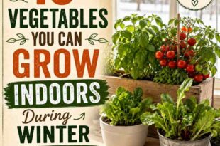 10 Vegetables You Can Grow Indoors During Winter