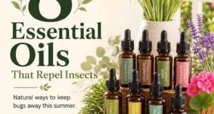 8 Essential Oils that Repel Insects