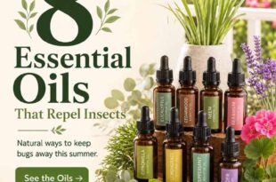 8 Essential Oils that Repel Insects