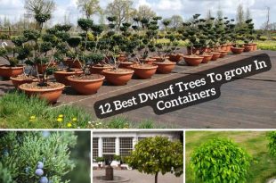 12 Best Dwarf Trees To grow In Containers