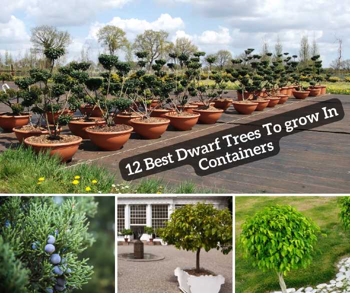 12 Best Dwarf Trees To grow In Containers