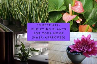 13 Best Air-Purifying Plants For Your Home (NASA-Approved)