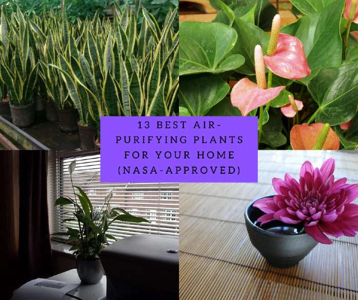 13 Best Air-Purifying Plants For Your Home (NASA-Approved)