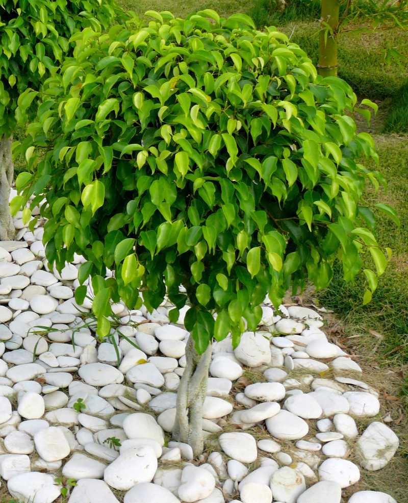 Ficus trees