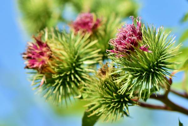 Great Burdock