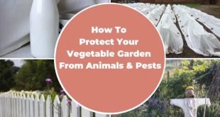 How To Protect Your Vegetable Garden From Animals & Pests