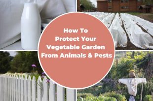 How To Protect Your Vegetable Garden From Animals & Pests