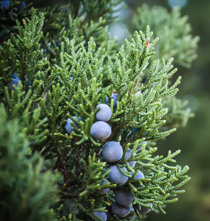 Juniper