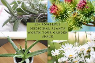 Powerful Medicinal Plants Worth Your Garden Space