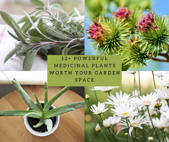 Powerful Medicinal Plants Worth Your Garden Space