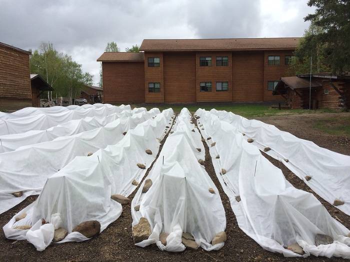 Use plant covers