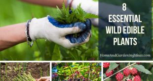 8 Essential Wild Edible Plants