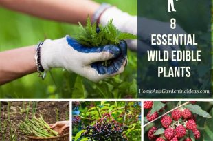 8 Essential Wild Edible Plants