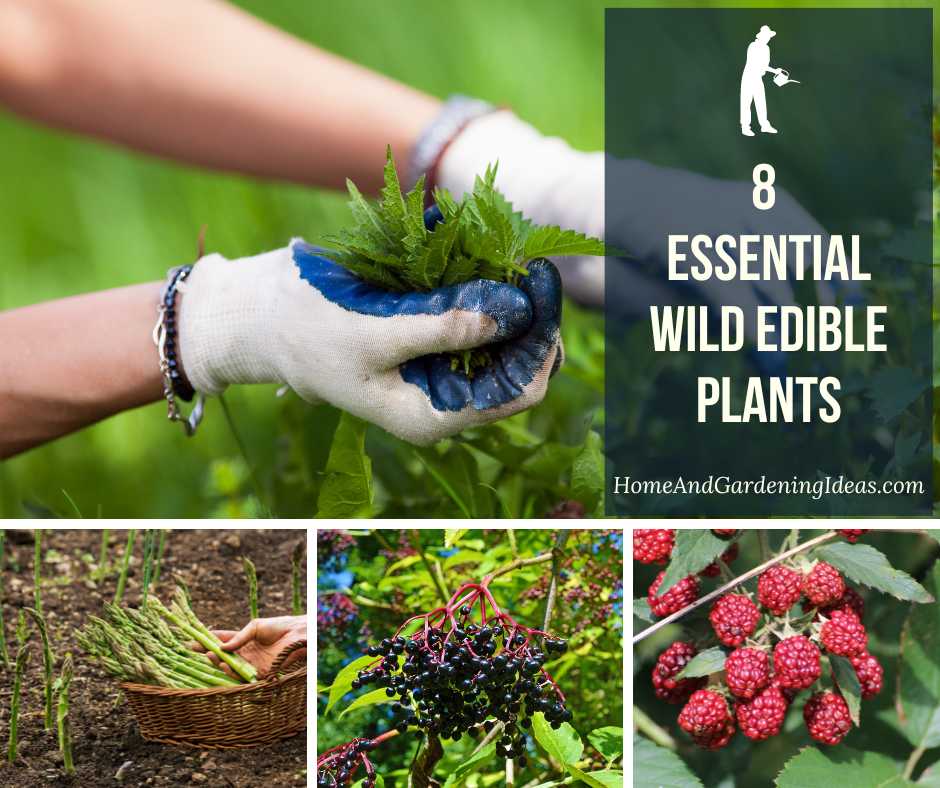 8 Essential Wild Edible Plants