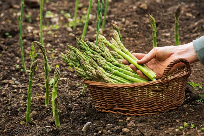 Asparagus