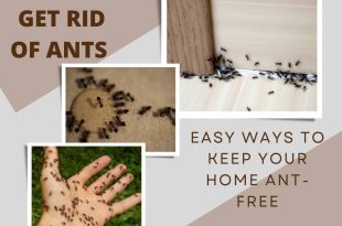 How to get rid of ants