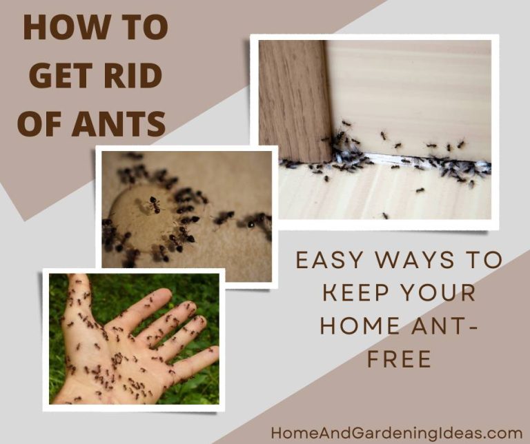 How to get rid of ants easy ways to keep your home antfree Home