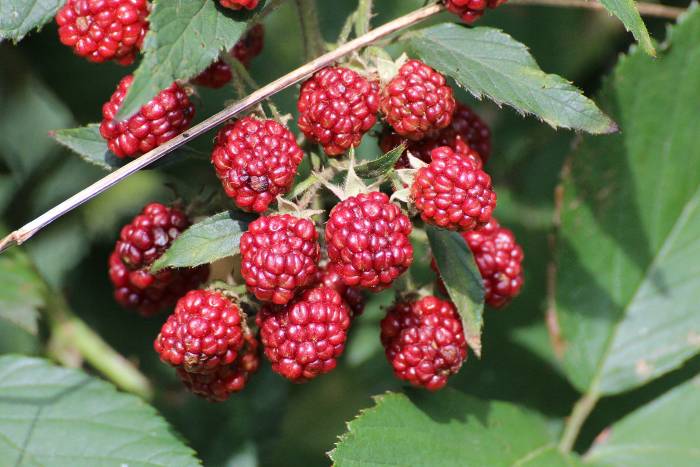 Wild raspberry