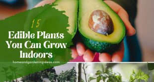 Edible Plants You Can Grow Indoors