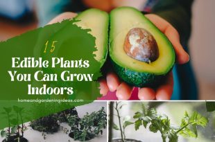 Edible Plants You Can Grow Indoors