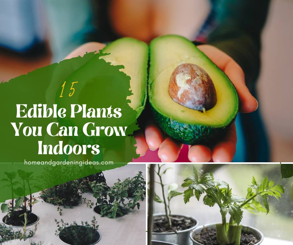 Edible Plants You Can Grow Indoors
