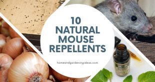 10 Natural Mouse Repellents