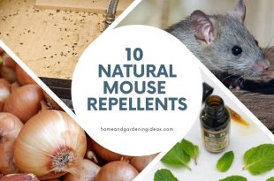 10 Natural Mouse Repellents
