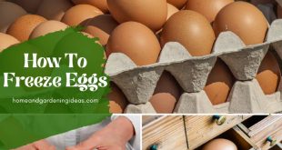 How To Freeze Eggs