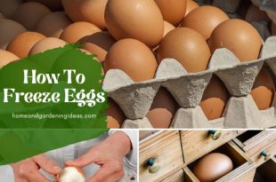 How To Freeze Eggs