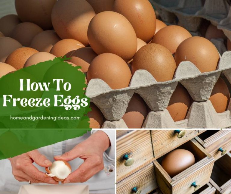 How To Freeze Eggs Home and Gardening Ideas