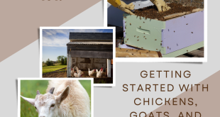 Homesteading 101